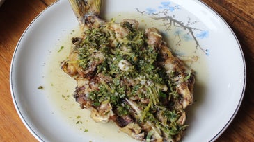 Grileld Catfish with Chimichurri Sauce