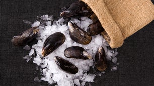 mussels on ice