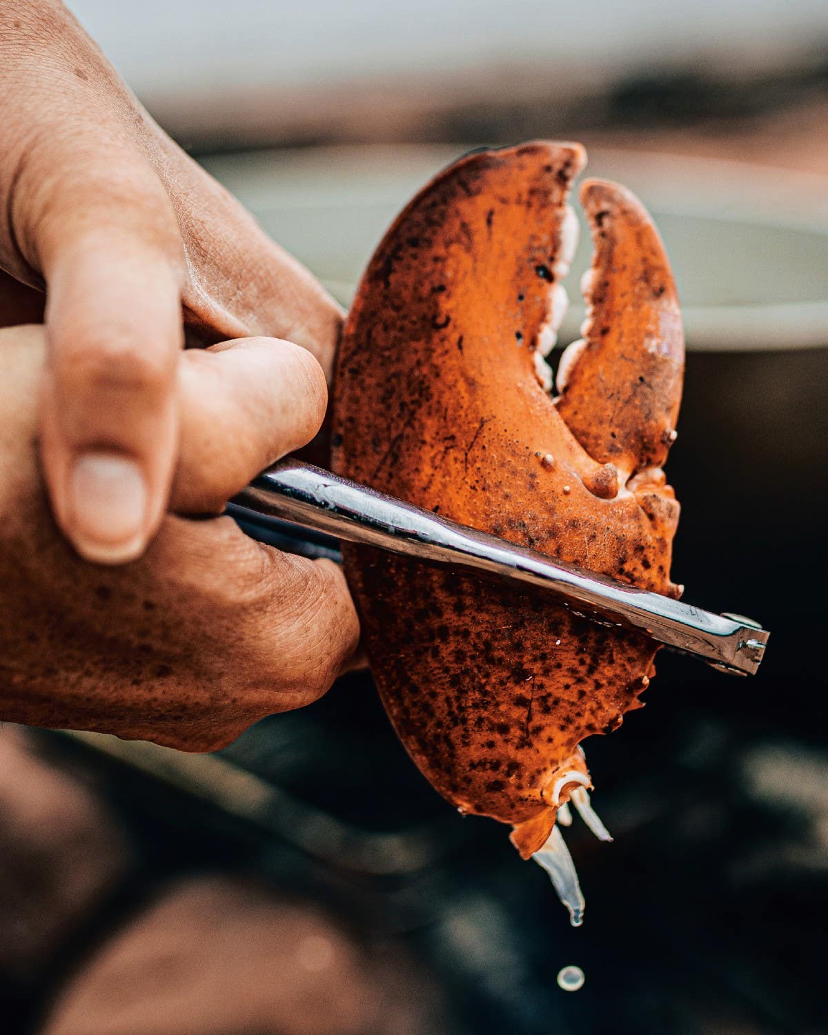 Seawater-Poached Beach Lobster With Lemon Brown Butter Beach lobster cracking claw