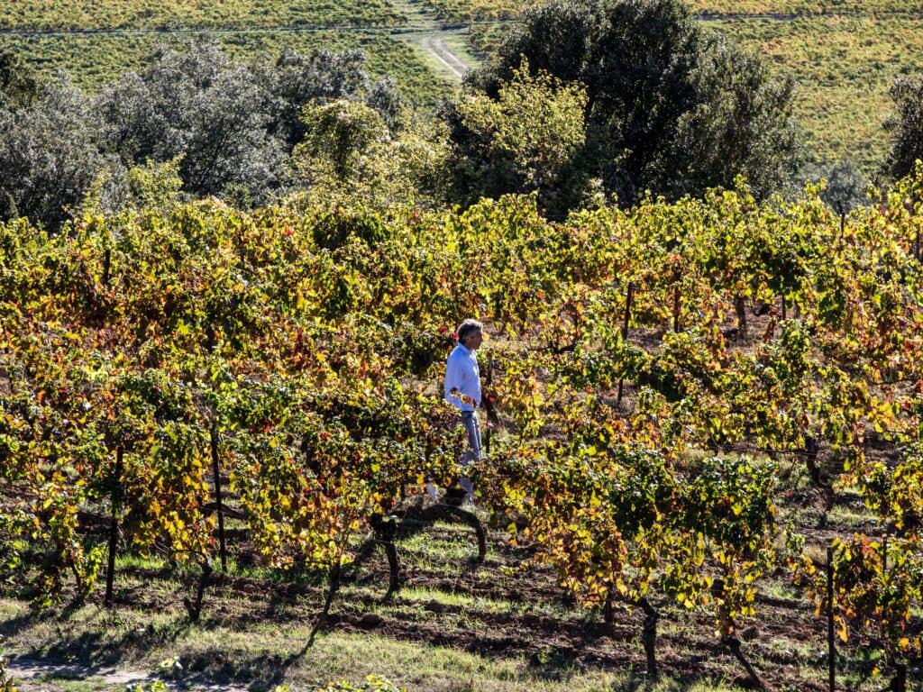 Tasting grapes at Clos du Temple