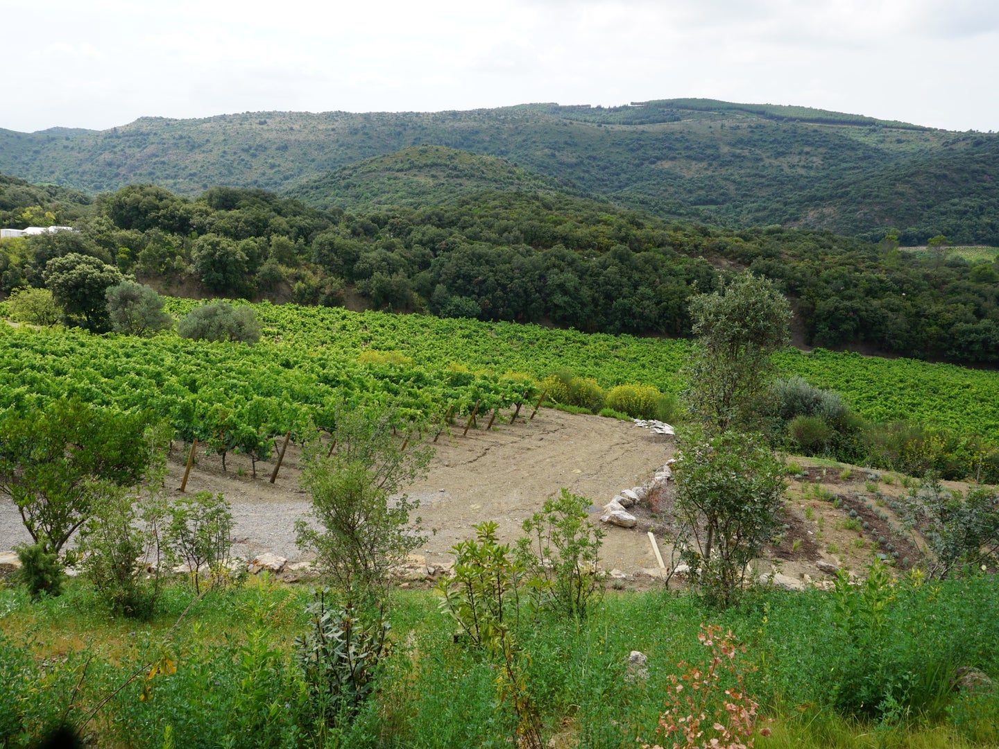 Languedoc Biodynamic