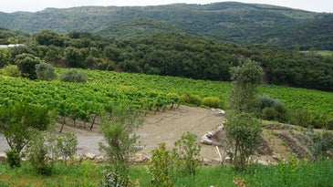 Languedoc Biodynamic