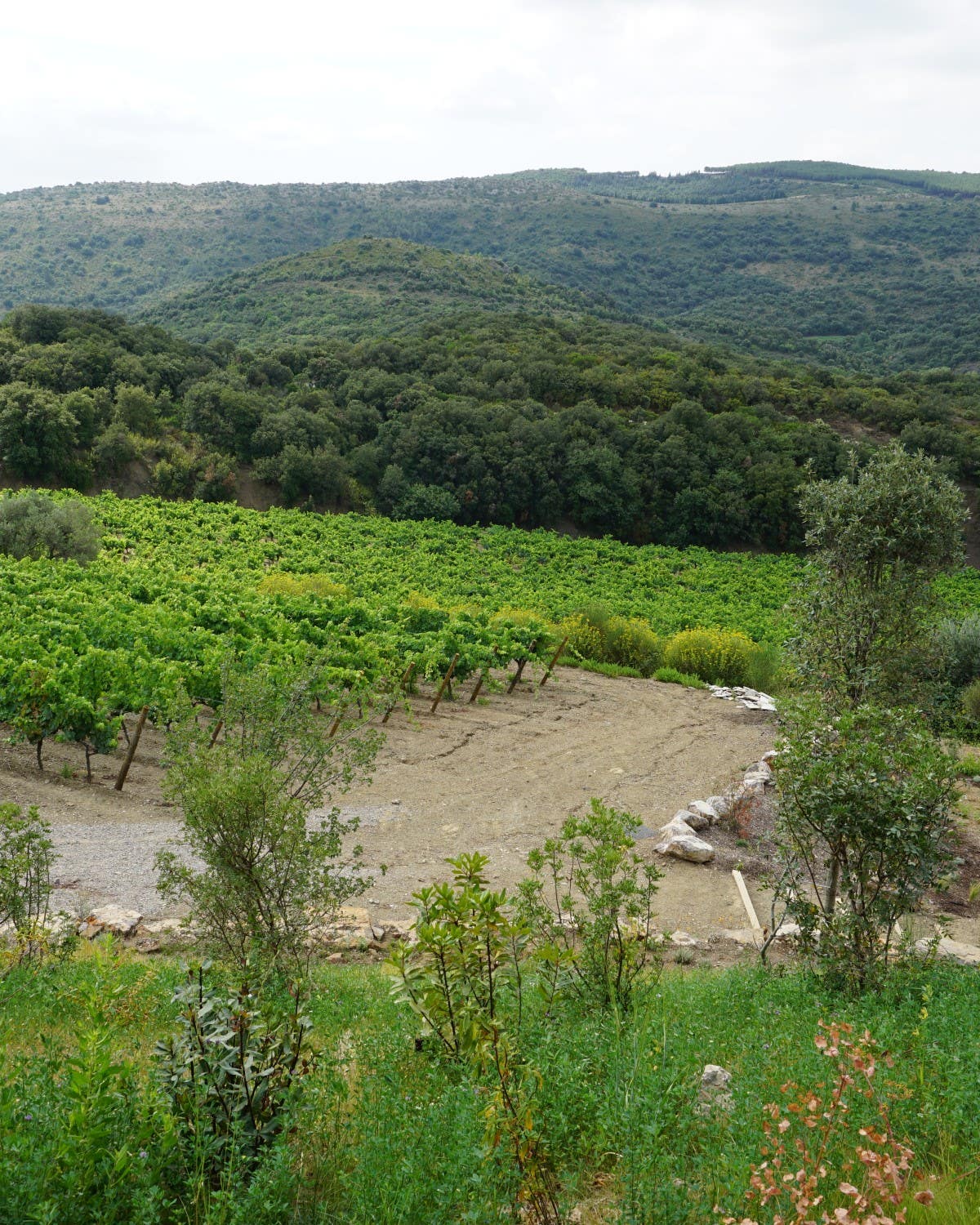It May Be September, But We’re Not Done Drinking Rosé Languedoc Biodynamic