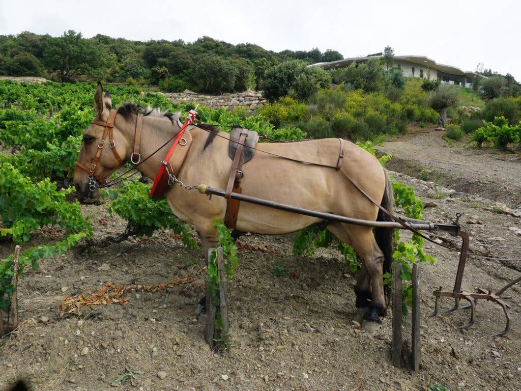 Biodynamic Viticulture Mule to Aerate Soil Rose