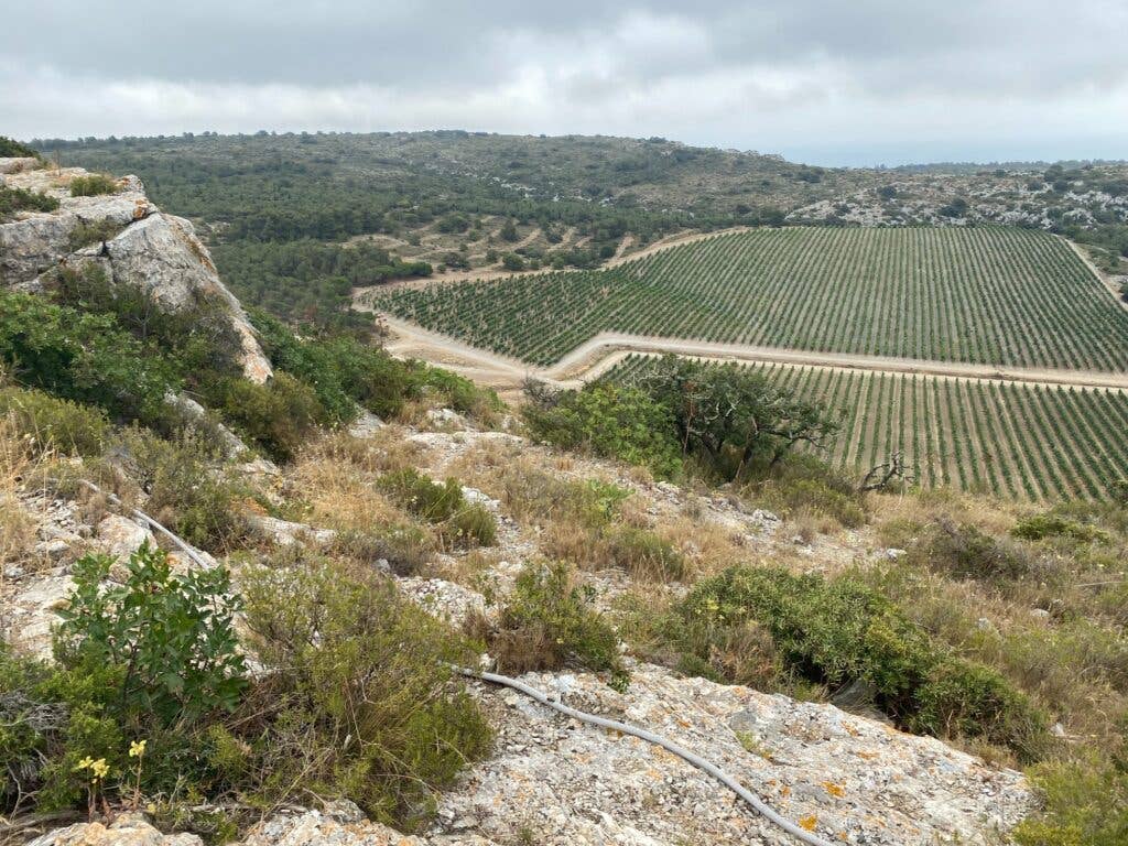 Fragrant Garrigue at Bertrand Vineyards