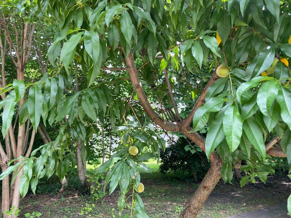 Foraging fruit trees in the concrete jungle