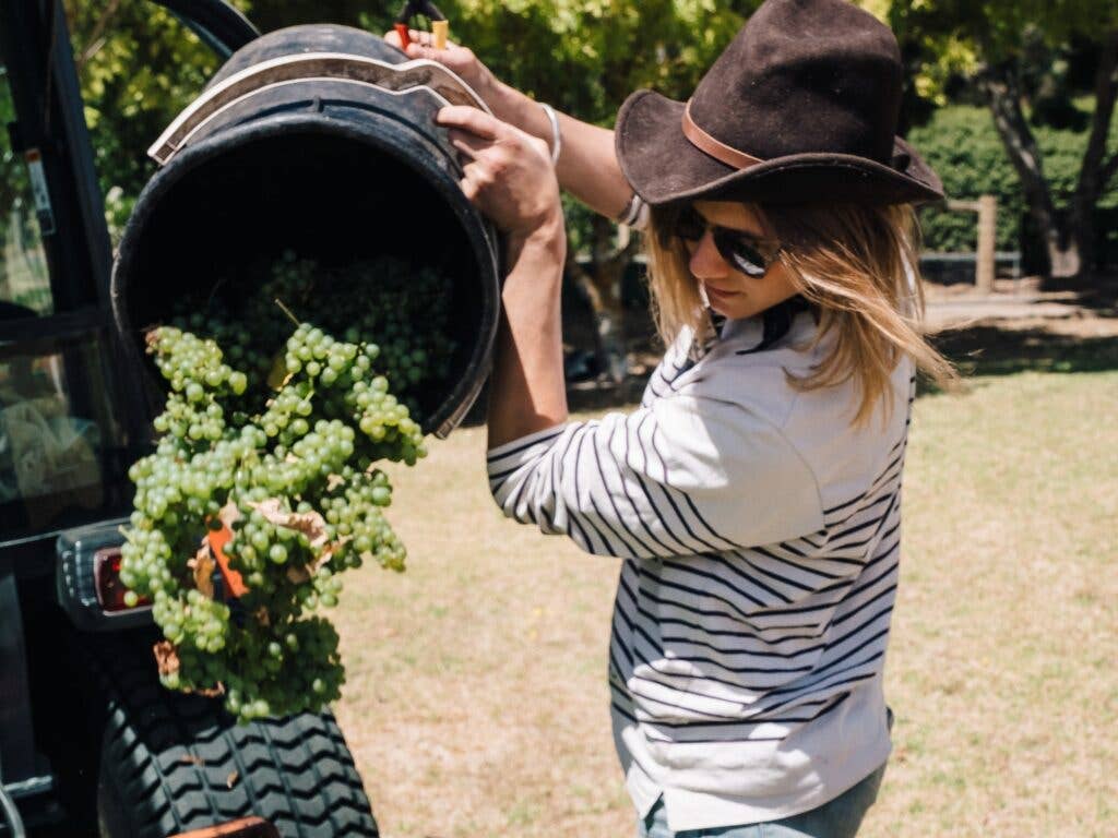 Chardonnay Harvest