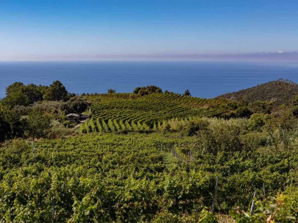 Liguria Italian Wine