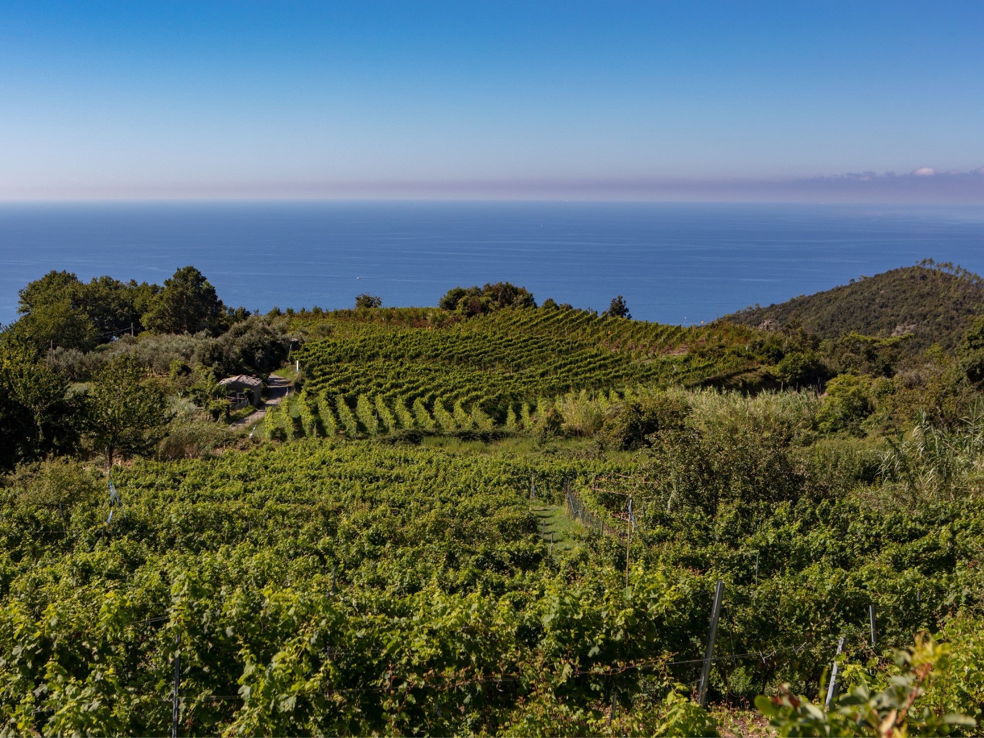 A Treacherous Terrain is the Heart of Liguria's Lush and Food-Friendly Wines | Saveur