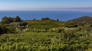 Liguria Italian Wine