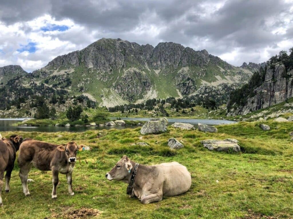 Cows in the countryside of Catalonia Spain