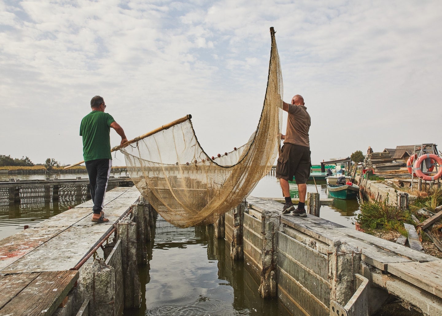 Comacchio Eels Trawling for Eels