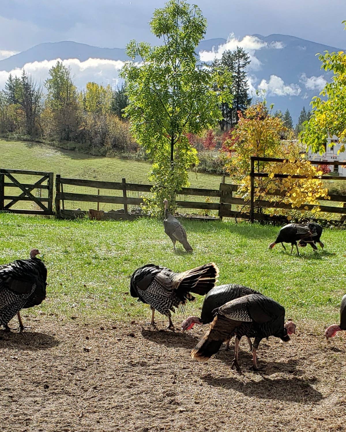 A Canadian Wine Pro on What To Drink With The Turkey, Inspired By Her Own From-The-Land Feast