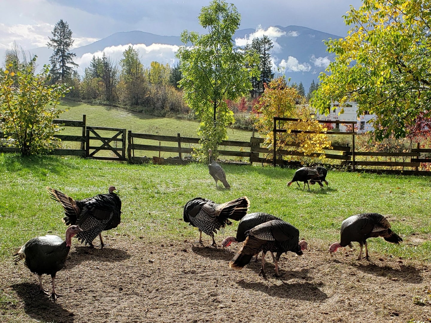 Wild Turkey Wine Pairing for Thanksgiving