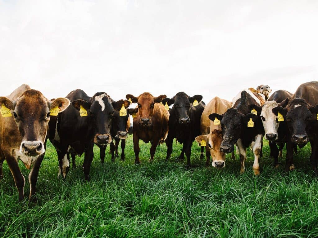 Happy Cows at Sweet Grass Dairy