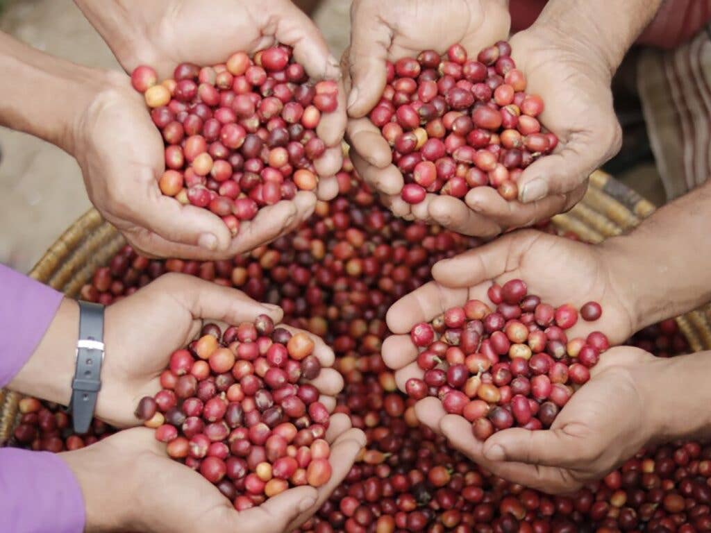 Coffee filled hands from Honest Mocha