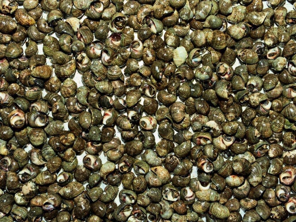 Periwinkle Snails for Invasive species dining