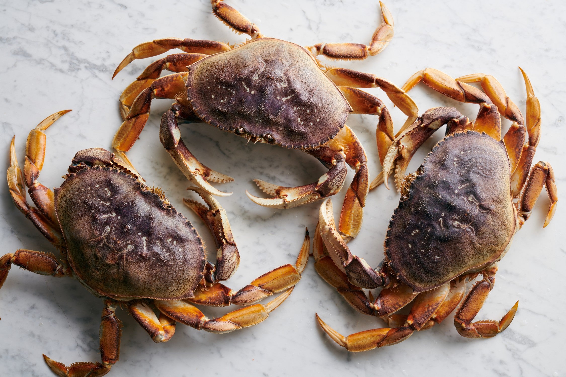 Dungeness Crab is the West Coast’s Holiday Treat Saveur