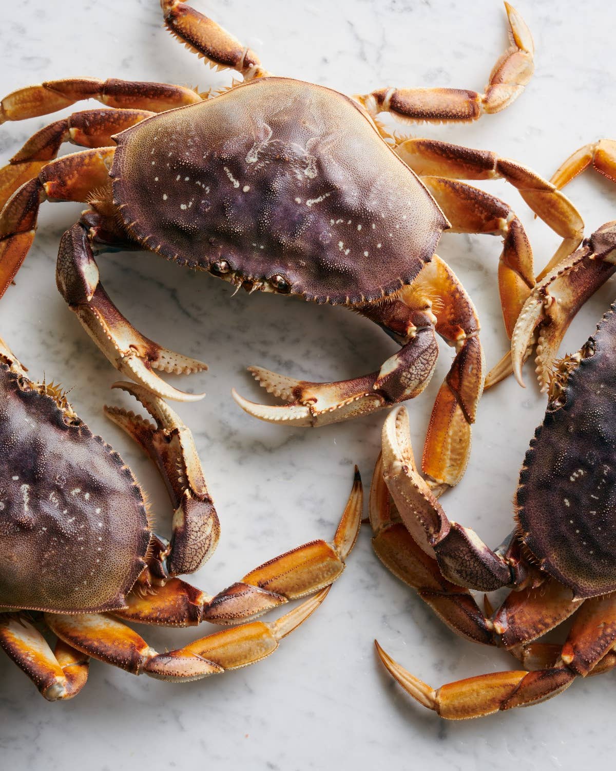 Dungeness Crab is the West Coast’s Holiday Treat