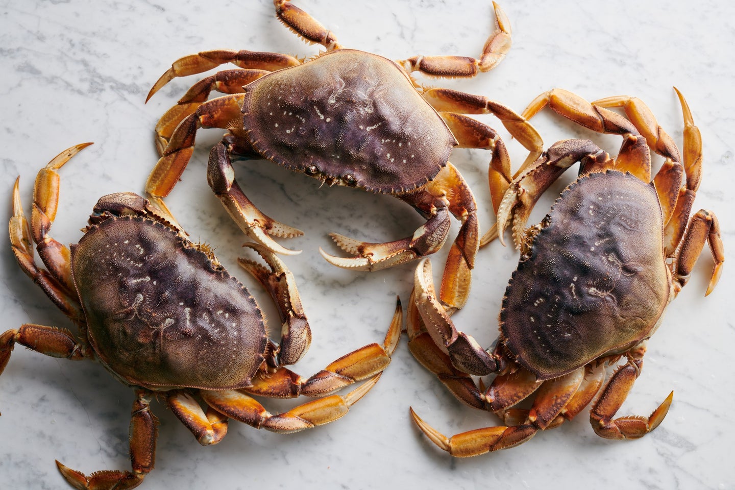 Dungeness Crab Season Feature