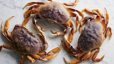 Dungeness Crab Season Feature