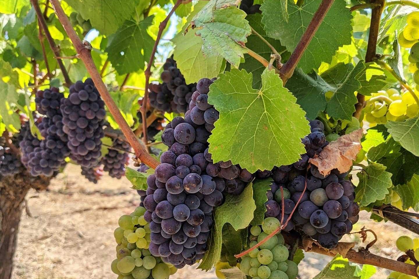 Cabernet Grapes to make Wine Pairing