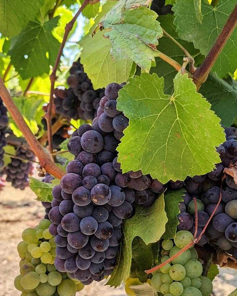 Cabernet Grapes to make Wine Pairing