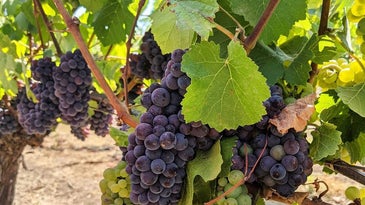 Cabernet Grapes to make Wine Pairing