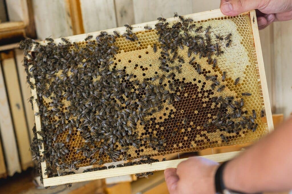 Slovenian Beekeeping with Carniolan Honey Bees