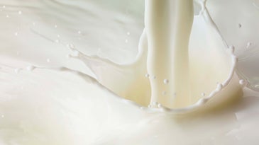 The Best Oat Milks Are Creamy and Versatile