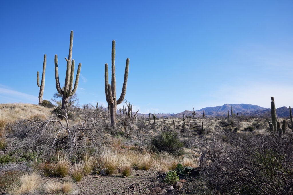 Arizone Sake Cactuses in Dessert