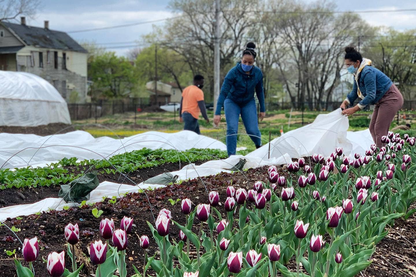 How a Neglected Plot of Land in Chicago Became Part of a Growing Urban Garden Movement