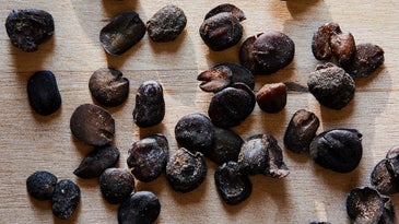 West African Iru Beans