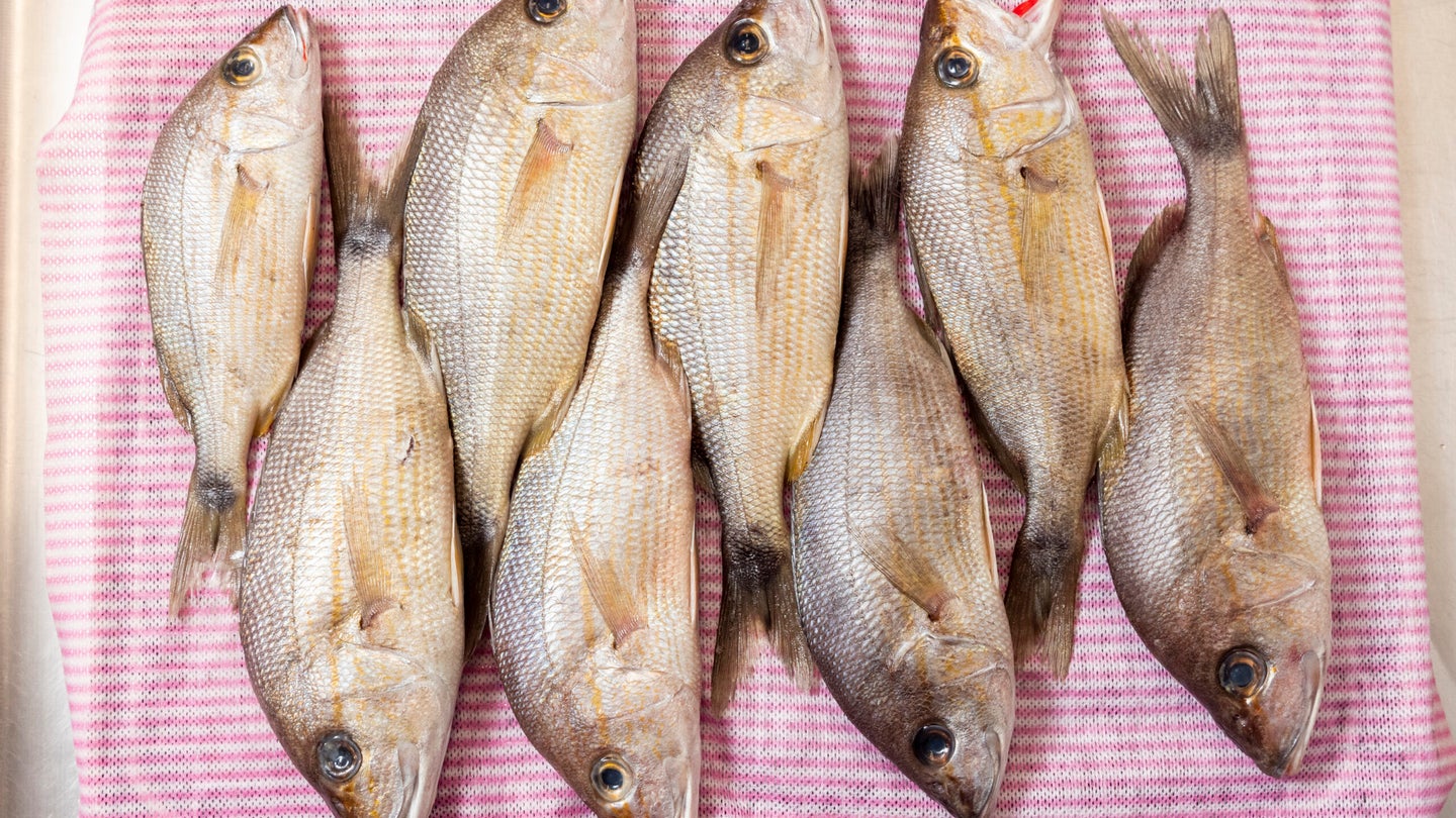 The Modern Pantry Guide to the World's Best Mustards Saveur