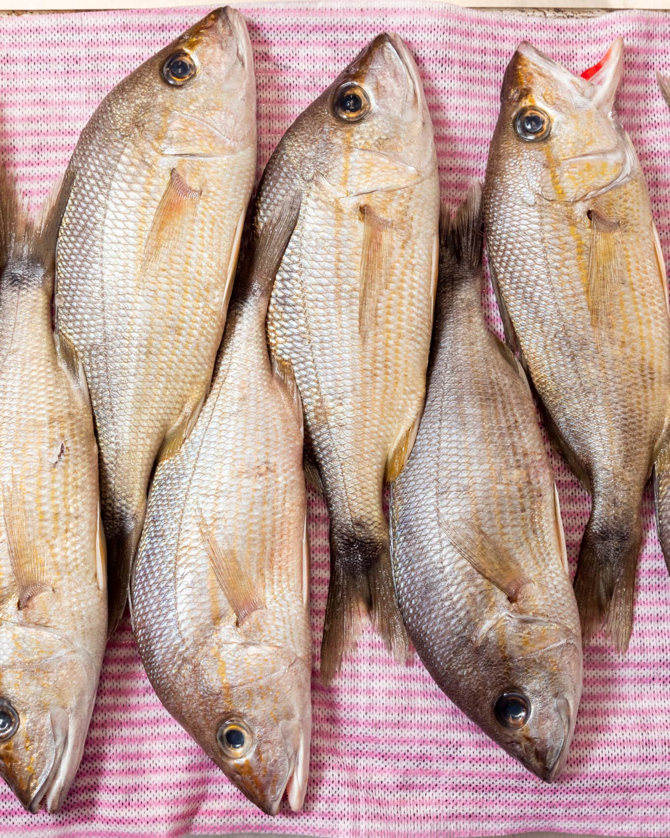 How To Clean a Fish So You Can Bring Your Catch Right to the Table South Carolina Grunt Fish