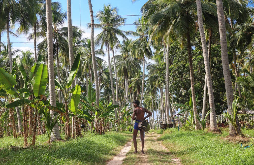 toddy tapper and coconut trees