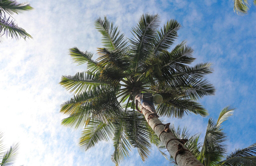 toddy tapper climbing coconut tree