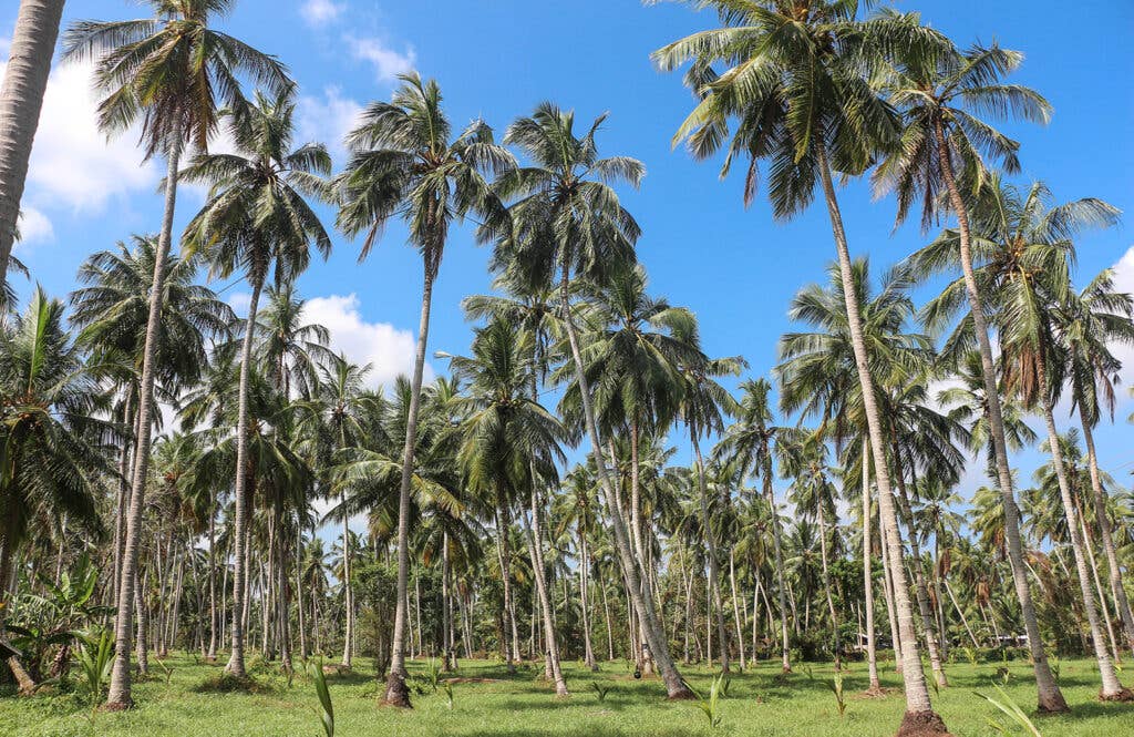 coconut trees sri lanka