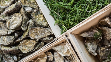 Raw Bar Season is Upon Us—Here's What 3 French Wine Pros Pair With Their Oysters