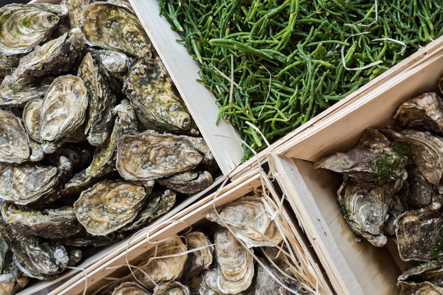 Oysters and Sea Beans