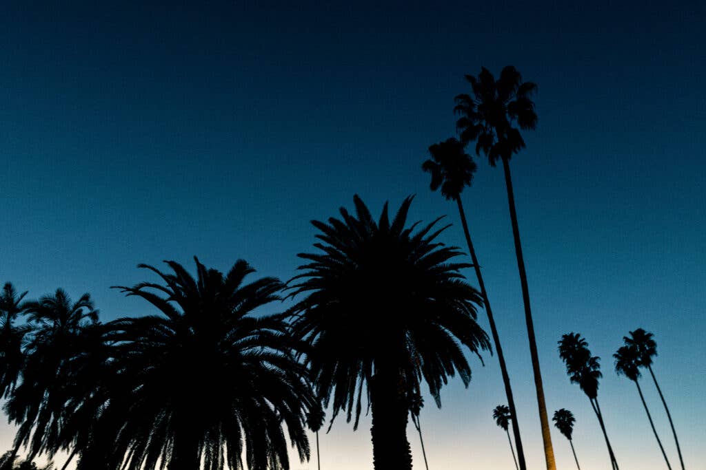 Ojai night scenery palm trees