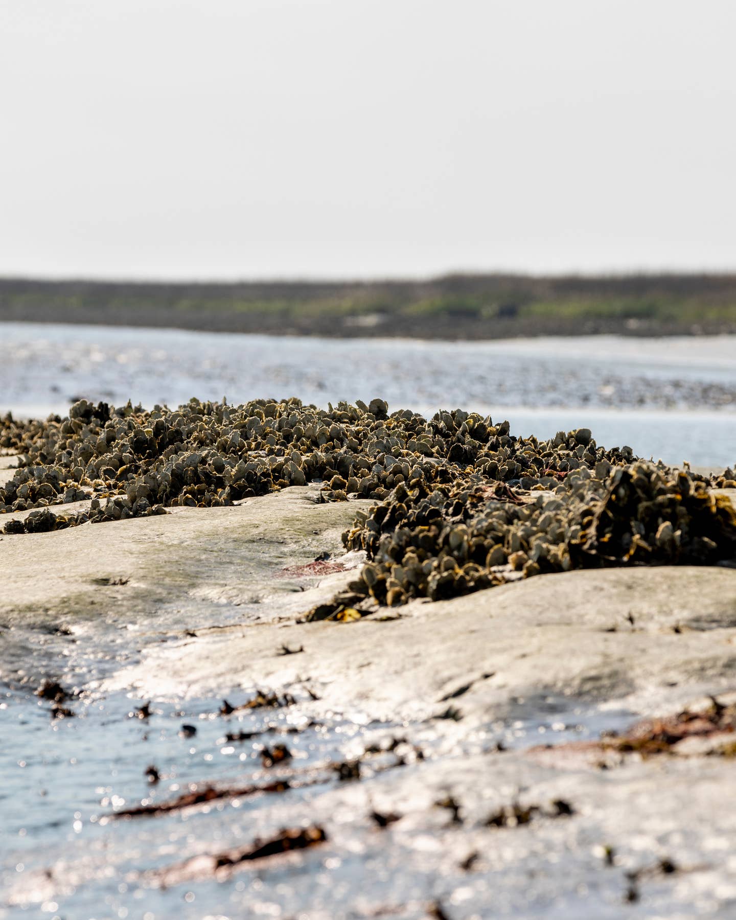 oysters clustered on coastline
