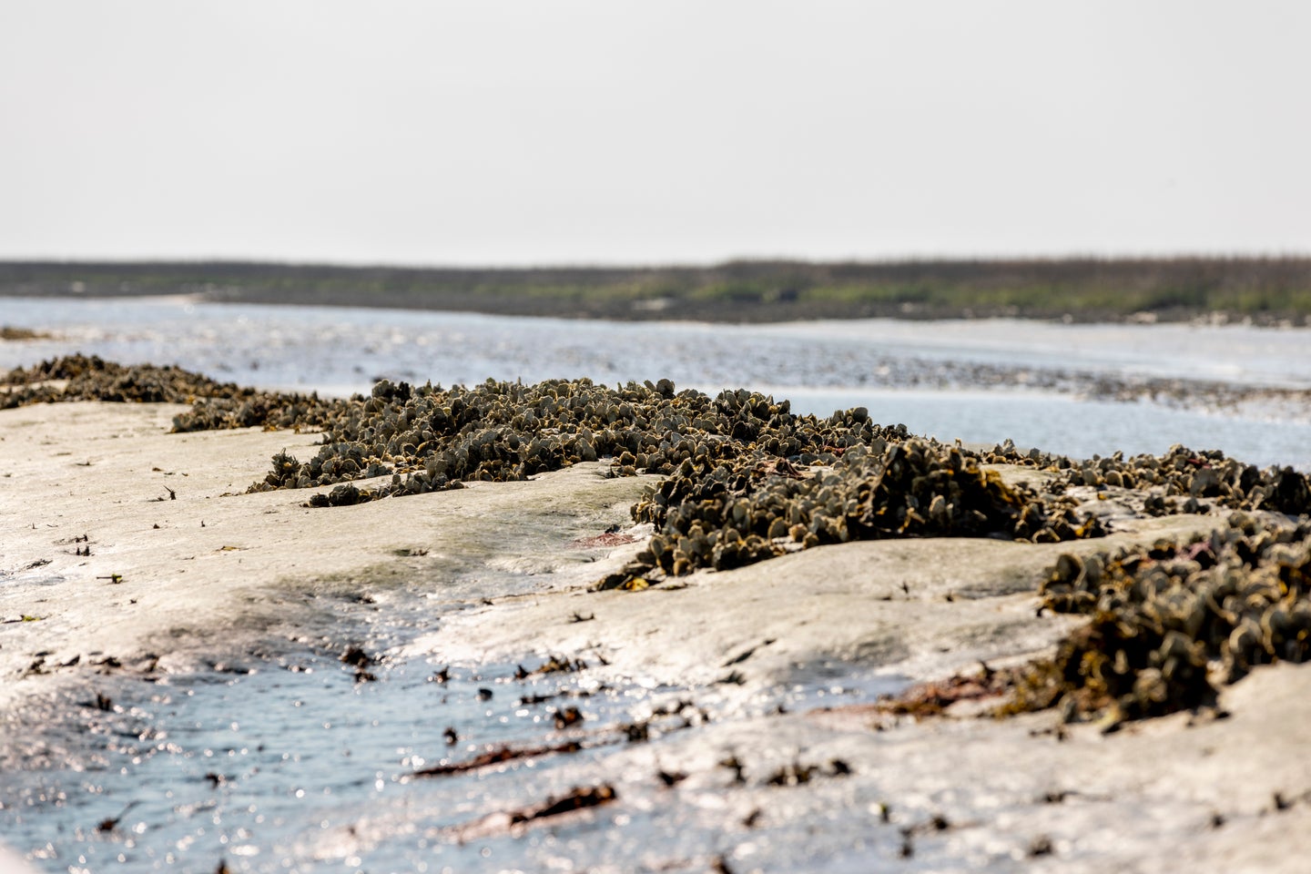 oysters clustered on coastline