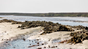 oysters clustered on coastline