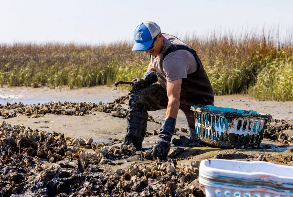 Chris John harvesting oysters