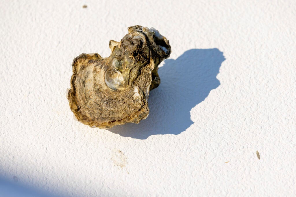 single oyster shell