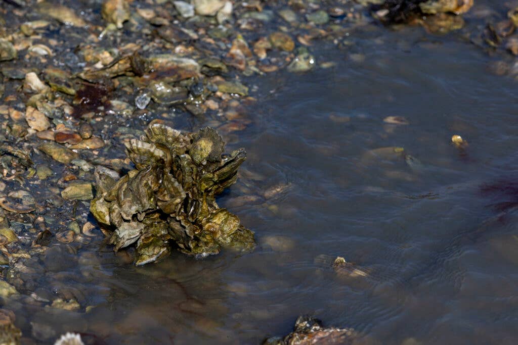 clusters of oysters along coast