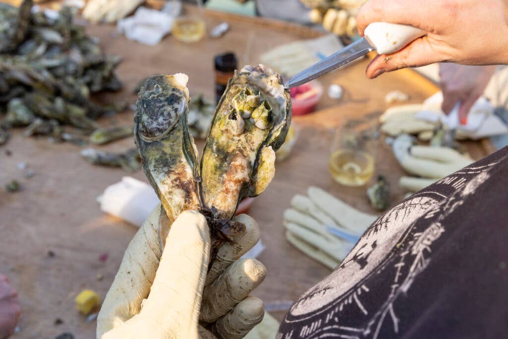 gloved hand holding oyster