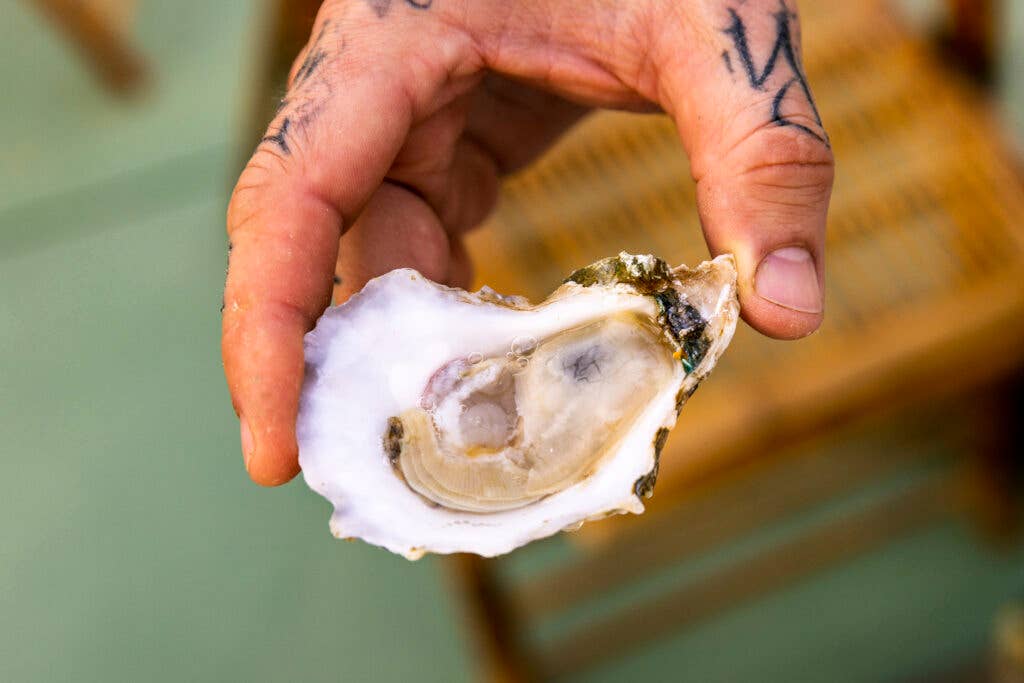 hand holding oyster