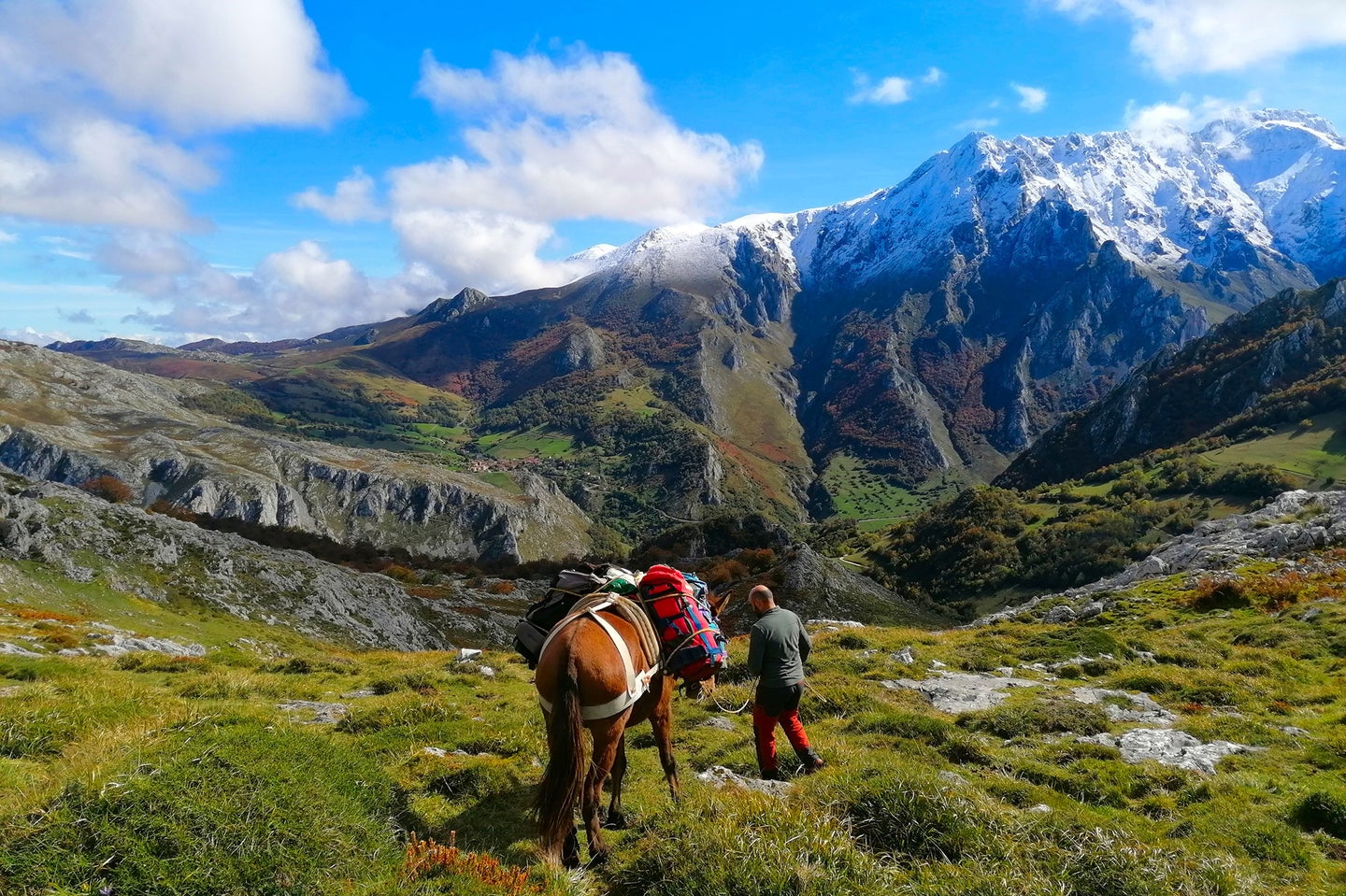 horses carrying cheese